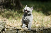 BRITISH SHORTHAIR C028